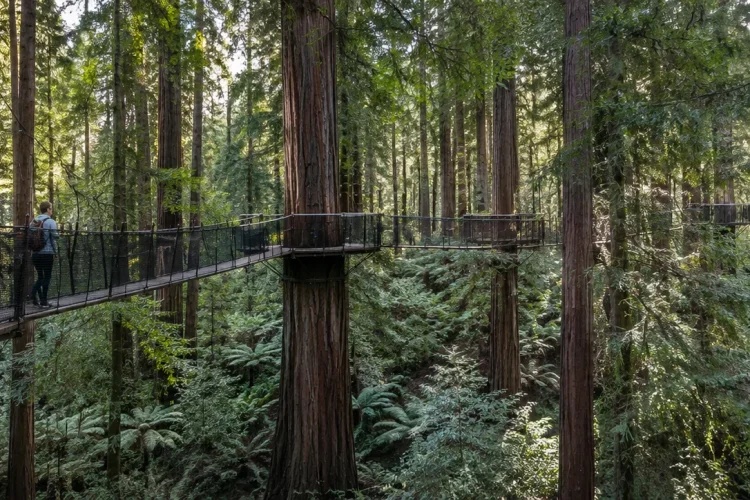 Redwoods Treewalk